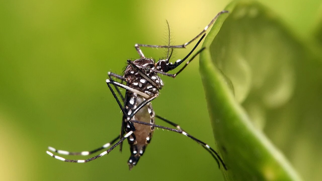 Mosquito.