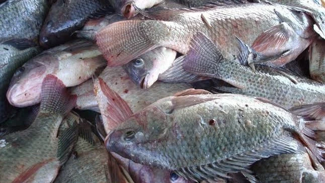 Fishes