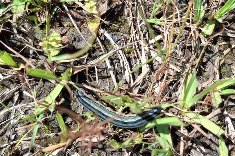 African armyworm